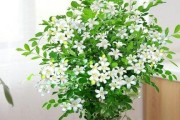 家庭种植九里香的方法（让家里变成芳香四溢的花园）