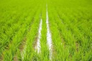 水稻生长环境与地方条件（探究水稻生长的关键因素及最佳栽培条件）
