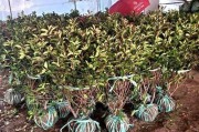 红叶石楠的病虫害防治技术