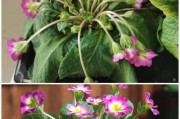 报春花的花期和开花次数（探究报春花的生长特性与花期长短）