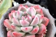 红粉佳人的养殖方法（打造一片亮丽的花海）