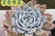 多肉芙蓉雪莲的养殖技巧（打造属于你的美丽多肉世界）