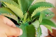 如何养好以落地生根植物