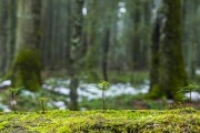 苔藓的生长环境与地方条件（探究苔藓在自然界中的生存之道）