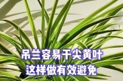 吊兰的尖黄现象解析（探索吊兰植物中的奇特变异现象）