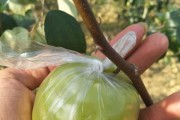 青枣的采摘和收获季节（了解青枣的采摘季节和注意事项，享受健康美味！）