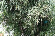 常见的木本植物（探索自然花园中的木本植物）