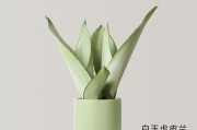 白玉虎皮兰的养护技巧（打造越来越白的养护神器）