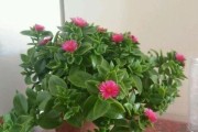 牡丹吊兰的花期（一年四季的盛放与品种介绍）