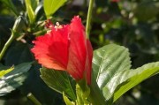 扶桑的浇水方法与时节（春夏秋冬，浇水不同，这个时节最适合浇水）