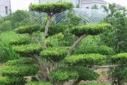 黄杨能否在冬天存活？（探究黄杨对冬季环境的适应性）