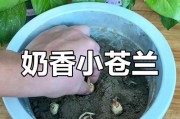 小苍兰的最佳养殖方法（培育盛开的小苍兰，关键在于细致呵护）