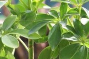 探究鸭脚木生长环境条件及特点（探寻鸭脚木适应环境的奥秘）