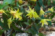 石斛开花时间探秘（一年开几次花？如何合理培育？）