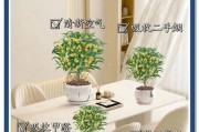 如何正确清洁桂花盆栽的叶子（清洁桂花盆栽叶子的技巧与注意事项）