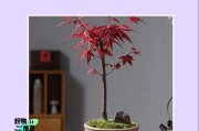红枫盆景的上盆时间和养护方法（打造栩栩如生的红枫盆景，）
