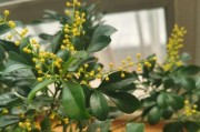 米兰花的神奇之处（探究米兰花浇酒的秘密与方法，一起来了解吧！）