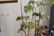 福禄桐的养殖方法和注意事项（掌握福禄桐养殖技巧，打造绿色家园）