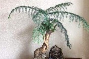 如何选择适合澳洲杉生长的土壤？（了解澳洲杉的土壤喜好与养殖技巧，助你成功栽培）