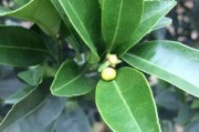 老鸦柿落果的原因（探究老鸦柿落果的成因及防治方法）