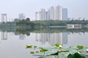 探究莲蓬的生长周期（从发芽到成熟的过程、掌握关键时间节点）