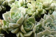 白牡丹的养护技巧（打造优美花园，从白牡丹开始）