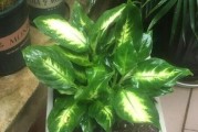属猪如何通过养植物旺财？（探索属猪财运的秘密，植物成为突破口）