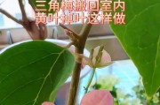 三角梅秋天黄叶掉叶子的护理方法（掌握关键步骤，让三角梅恢复青春）