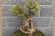 怎样上盆和养护赤楠？（赤楠上盆的时间和技巧，正确的养护方法）