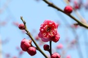 梅花的多彩世界（探寻梅花不同颜色的意义）