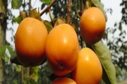什么时候播种最好？——关于柿子种植时间的研究（柿子生长特点与播种时间的关系）