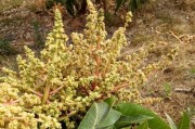 芒果的开花季节（芒果树开花的时间及相关知识）
