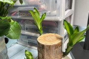 如何处理巴西木叶尖干枯问题（巴西木养护小技巧，让你的植物更健康）