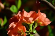 芳香花园之藤本与灌木（探秘多样化的植物世界，了解芳香花园的主角）