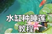 睡莲种植全攻略（时间、方法、水质和养护一网打尽）