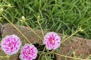 以太阳花冈布奥的养殖技巧（打造美丽花坛，从以太阳花冈布奥开始）