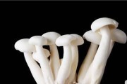 金针菇的生长环境条件与特点（掌握金针菇生长的关键，为你带来大丰收！）