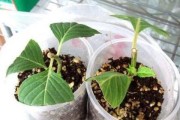 茶花扦插生根最快方法剖析（从科学角度探究，快速繁殖茶花的方法！）