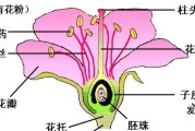 豌豆的授粉方式（探究豌豆的自花授粉机制）