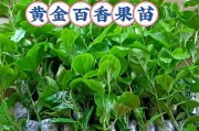百香果浇水技巧（春夏秋冬多少天浇一次水？浇水时间、方式及注意事项详解）