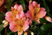 奉献之花（探究百合花作为奉献主题的原因与文化内涵）