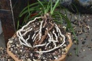 饼肥水能否浇兰花？（解密养殖兰花的小技巧，掌握这些重点才能让兰花生长茁壮。）
