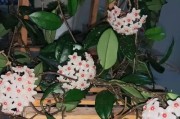 球兰在卧室的适宜性分析（球兰的特点、适宜环境与注意事项）