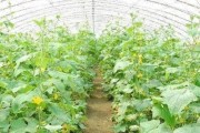 黄瓜追肥的最佳选择（肥料种类、使用方法及注意事项）