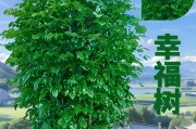打造茂盛绿宝树的秘诀（绿宝树养护指南）