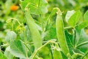 绿豆的生长特点、营养价值和常见用途（绿豆的生长特点、营养价值和常见用途）