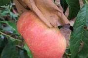 如何选购适合桃树的肥料？（打造健康、茂盛的桃树生长环境）