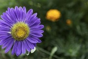 小雏菊（掌握小雏菊的生长特点和养护技巧，打造美丽的花园）