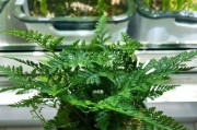 狼蕨——真的是一种种子植物吗？（探究狼蕨的种子植物身份和生命特征）