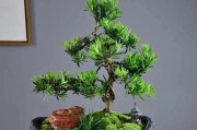 如何给罗汉松施喜肥？（喜欢的肥料种类和施肥技巧）